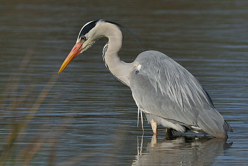 Grey Heronadult breeding