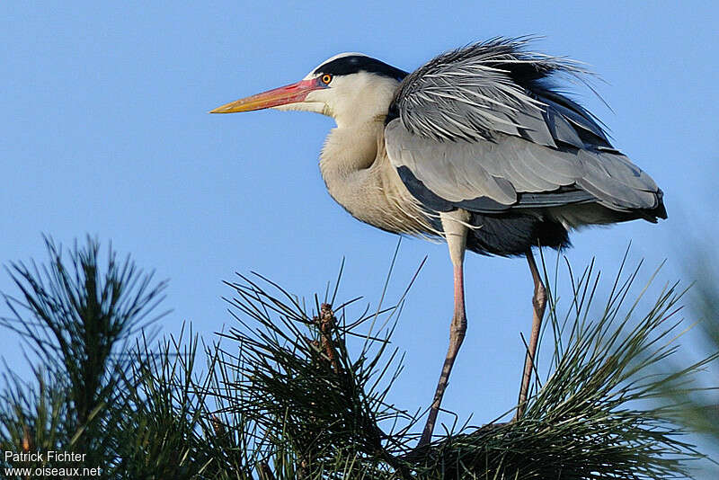 Grey Heronadult breeding, identification