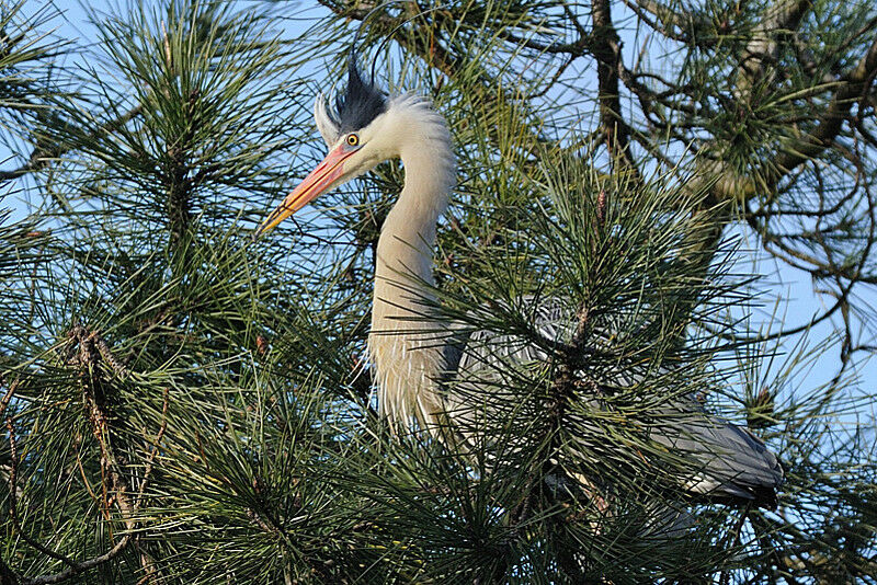 Grey Heronadult