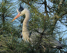 Grey Heron