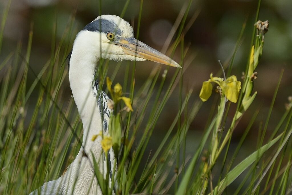 Grey Heronadult, camouflage