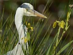 Grey Heron