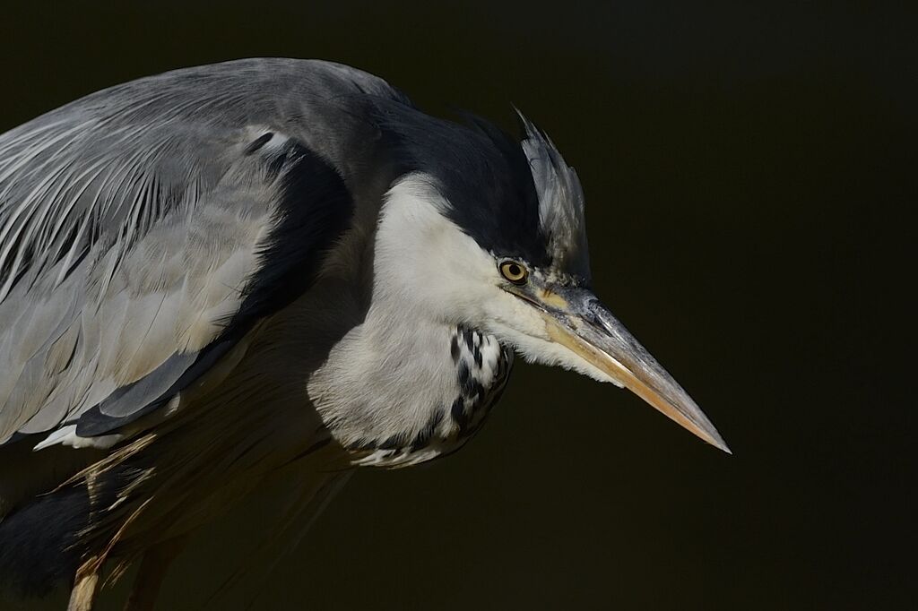 Grey Heronadult post breeding, care