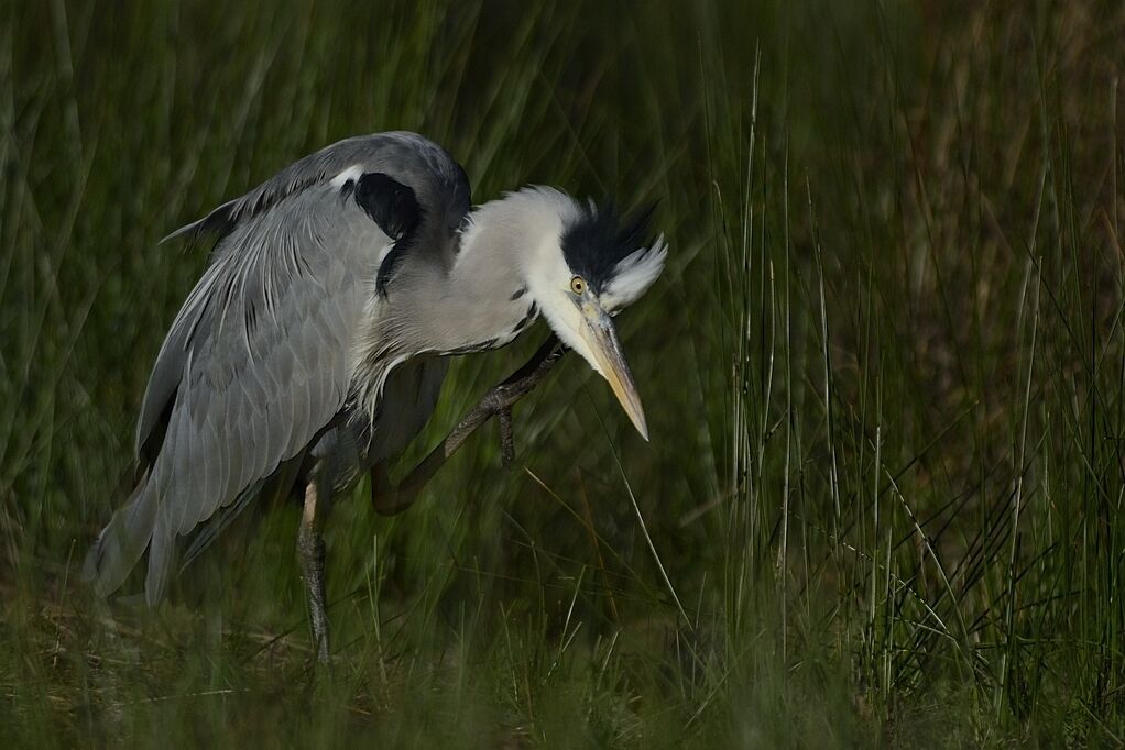 Grey Heronadult post breeding, care