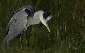 Grey Heron