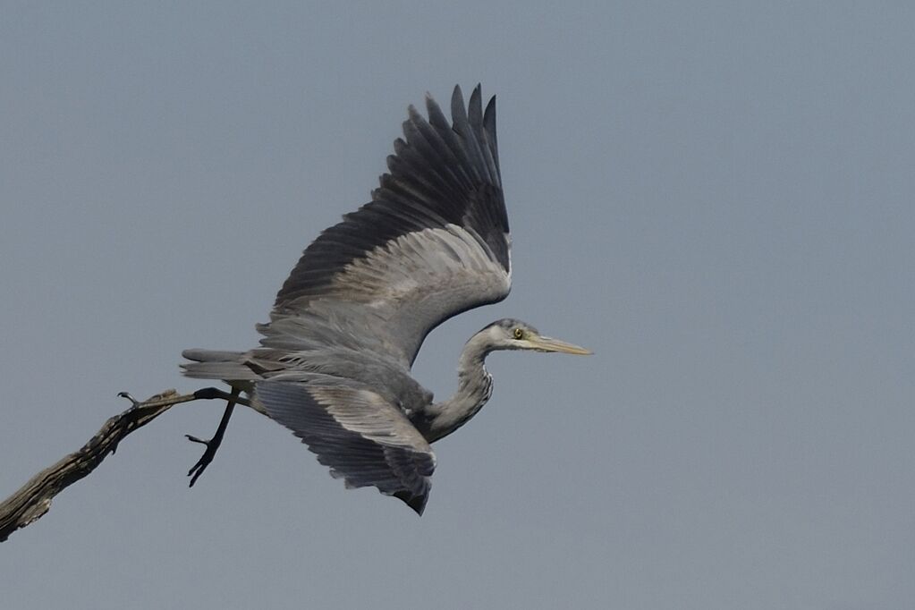 Grey HeronSecond year, Flight