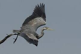 Grey Heron