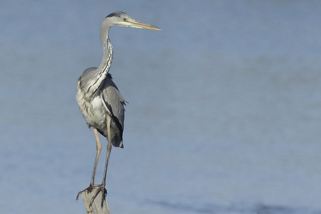 Grey Heronadult post breeding, close-up portrait