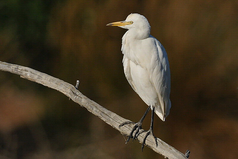 Western Cattle Egretadult post breeding