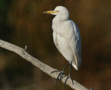 Western Cattle Egret