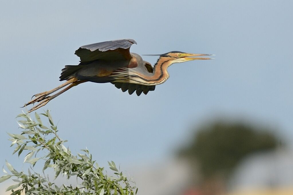 Purple Heronadult, Flight