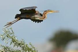 Purple Heron