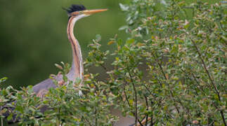 Purple Heron