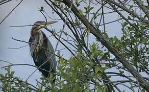 Purple Heron