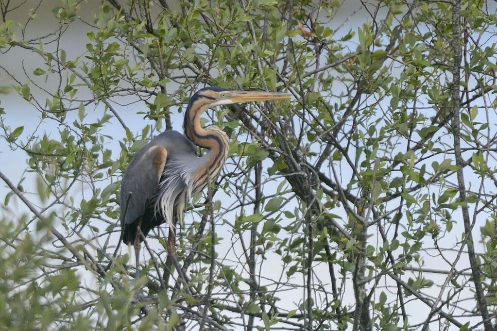 Purple Heronadult breeding, close-up portrait