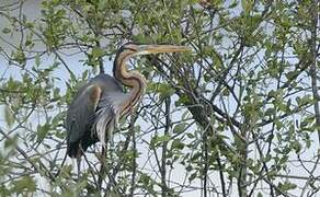 Purple Heron