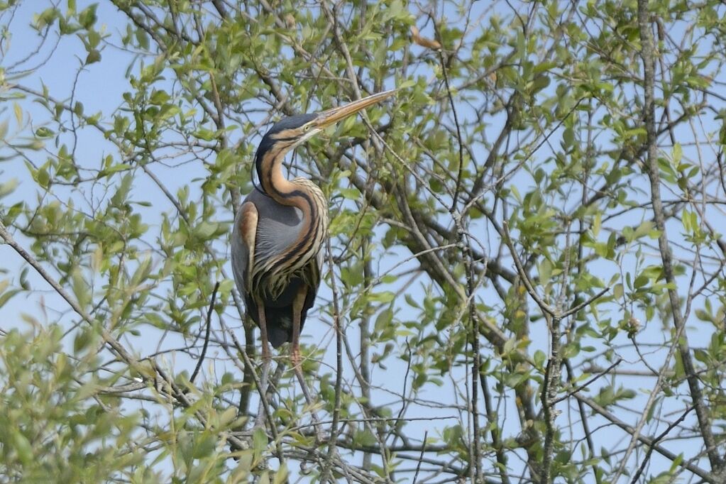 Purple Heronadult, habitat