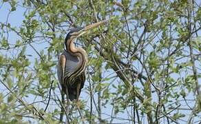 Purple Heron