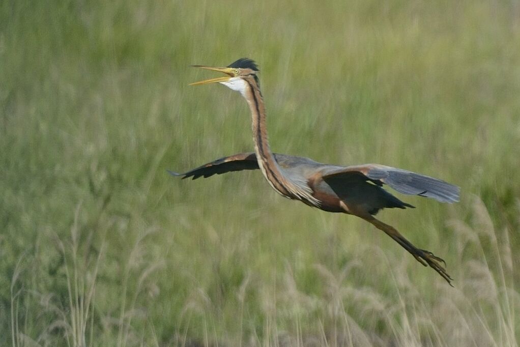 Purple Heronadult breeding, Reproduction-nesting