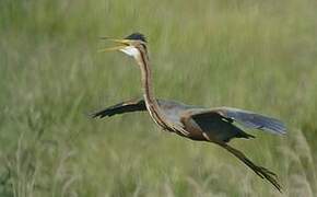 Purple Heron