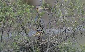 Purple Heron