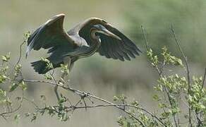 Purple Heron