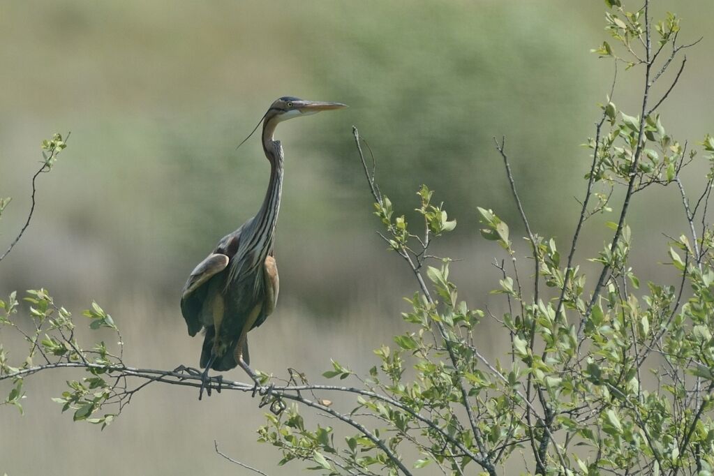 Purple Heronadult breeding, habitat