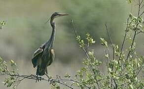 Purple Heron