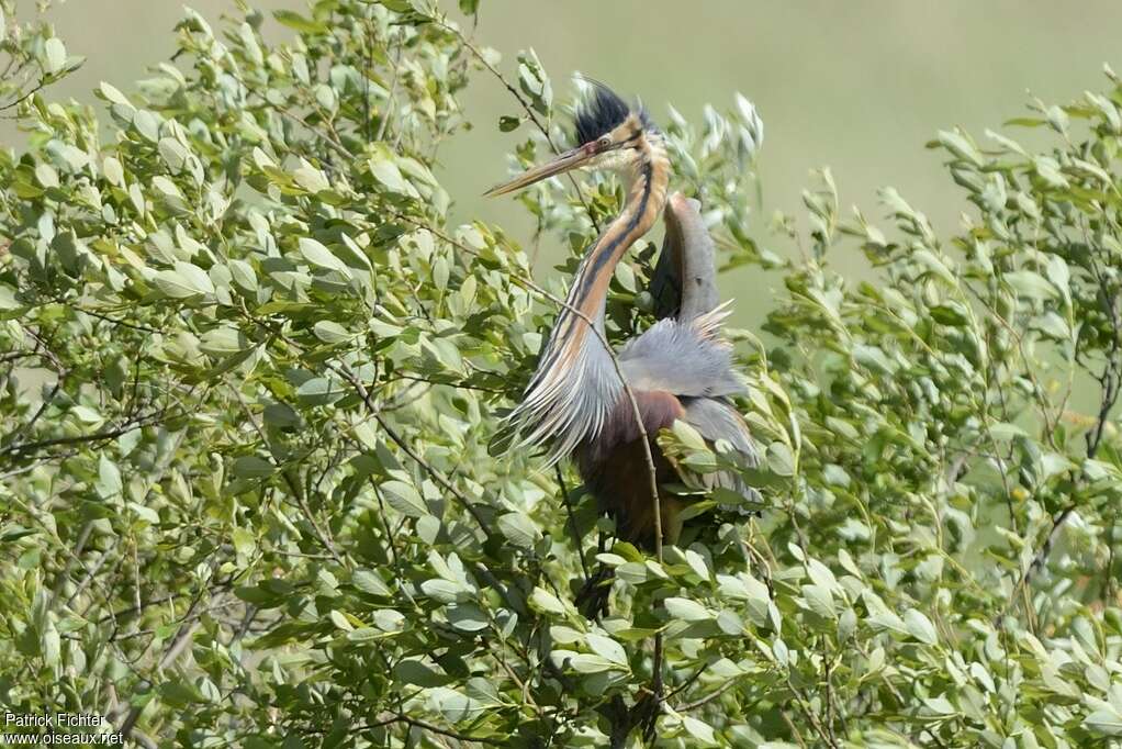 Purple Heronadult breeding, aspect, courting display