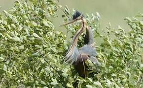 Purple Heron