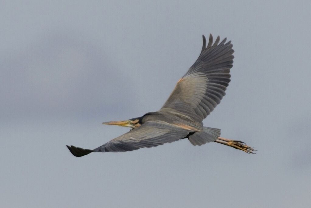 Purple Heronadult breeding, Flight