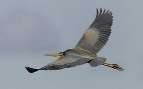 Purple Heron