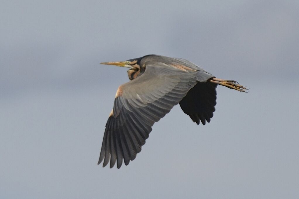 Purple Heronadult breeding, Flight