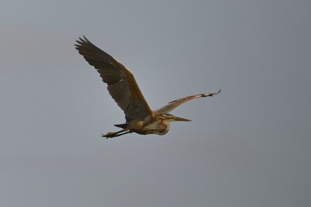 Purple Heronadult, Flight