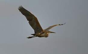 Purple Heron