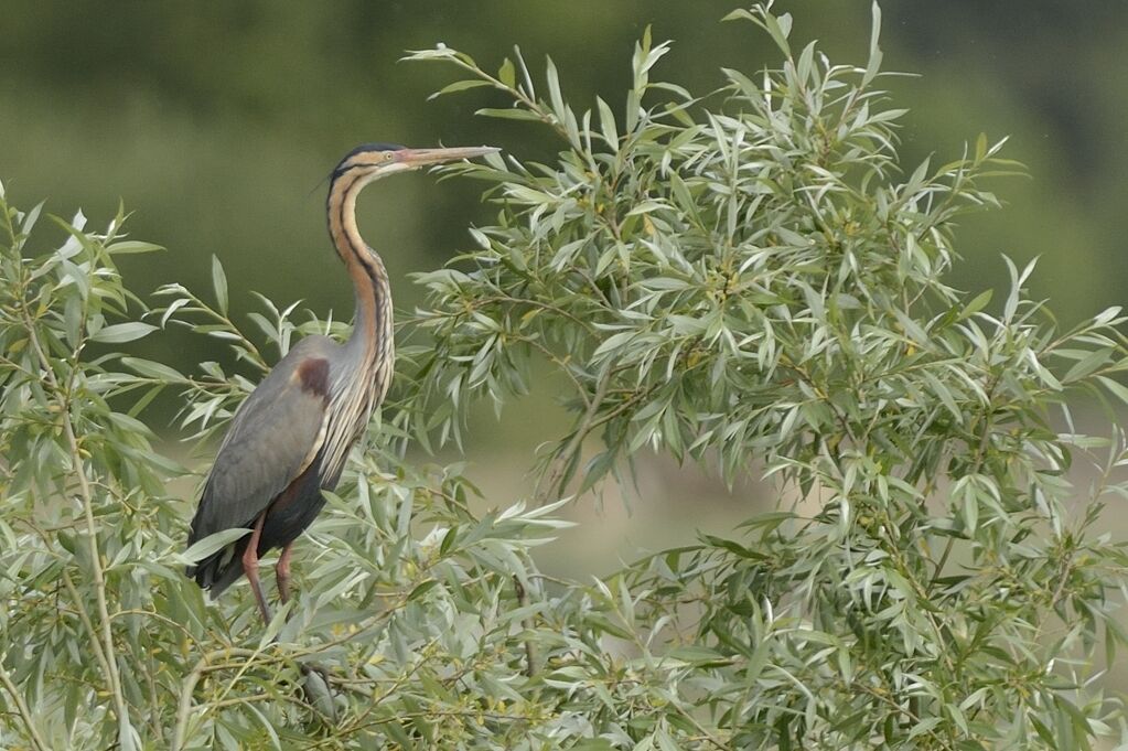 Purple Heronadult breeding, habitat