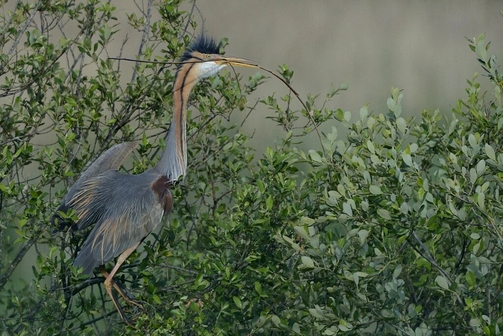 Purple Heronadult breeding, Reproduction-nesting