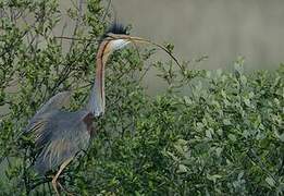 Purple Heron