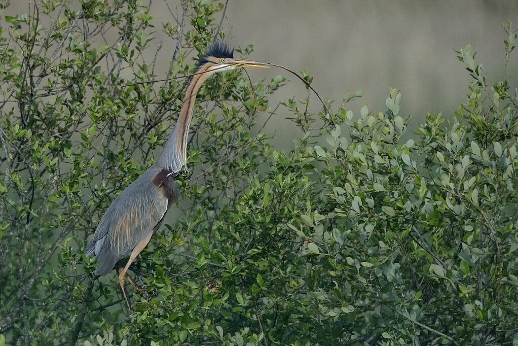 Purple Heronadult breeding, Reproduction-nesting