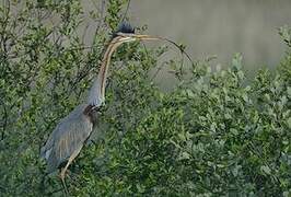 Purple Heron