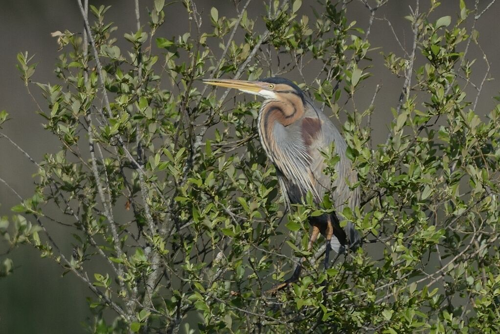 Purple Heronadult breeding, close-up portrait