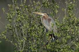 Purple Heron