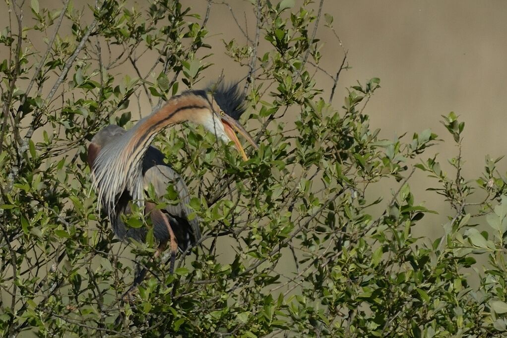 Purple Heronadult breeding, song