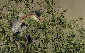 Purple Heron