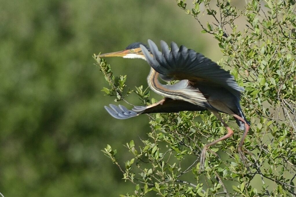 Purple Heronadult breeding, Flight