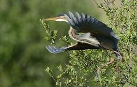 Purple Heron