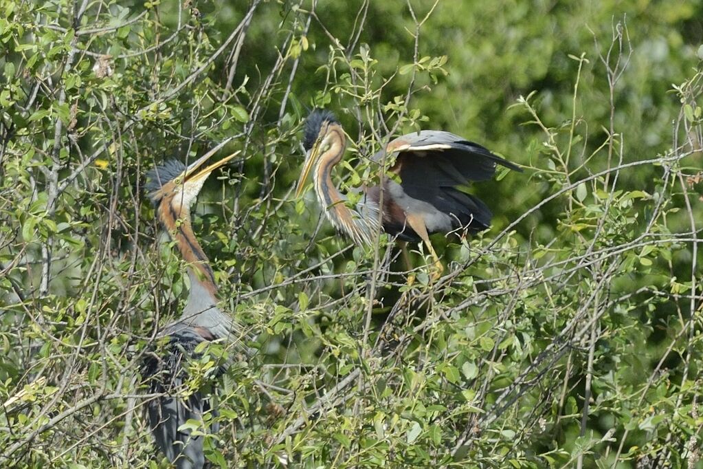 Purple Heronadult breeding, courting display