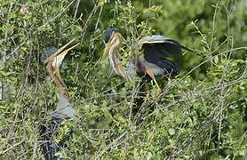 Purple Heron