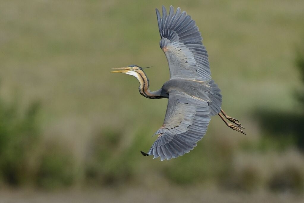 Purple Heronadult breeding, Flight