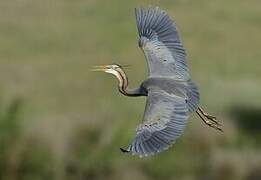 Purple Heron